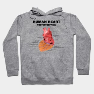 Anatomical Heart Human - Human Heart Posterior View Hoodie